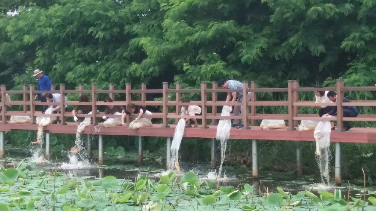 완주군 이서면 빙등제에 비단잉어 방류2