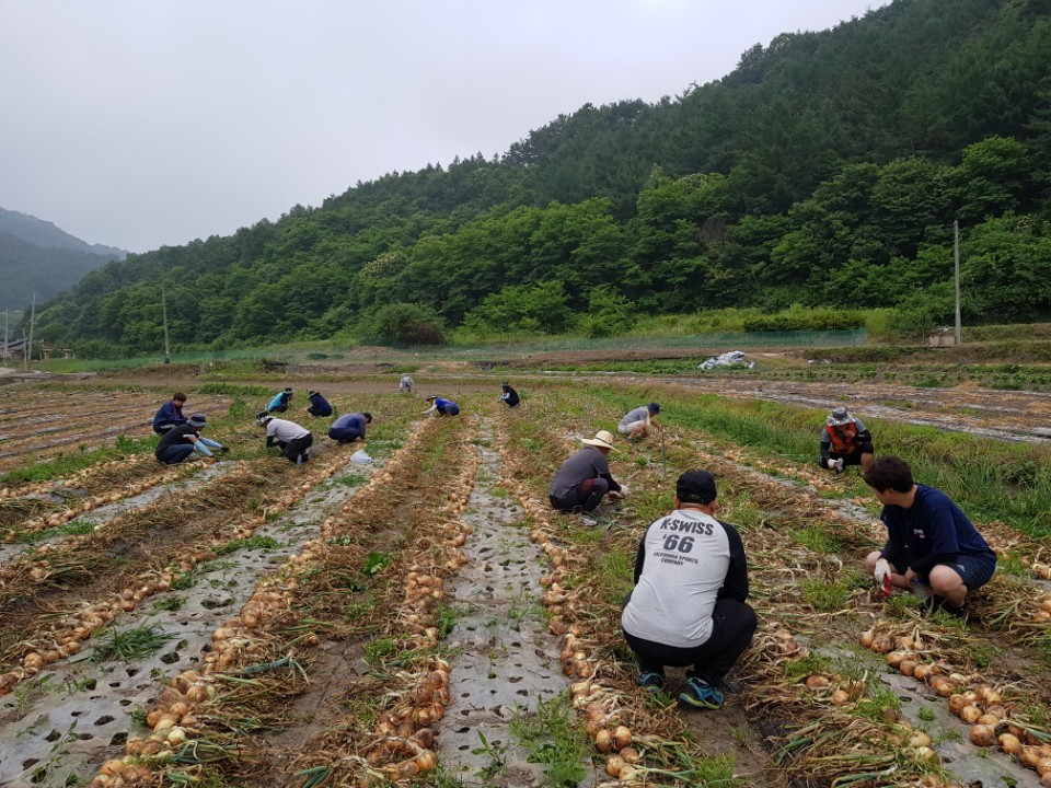 “일손 부족한 농가, 직원들이 도울게요”3