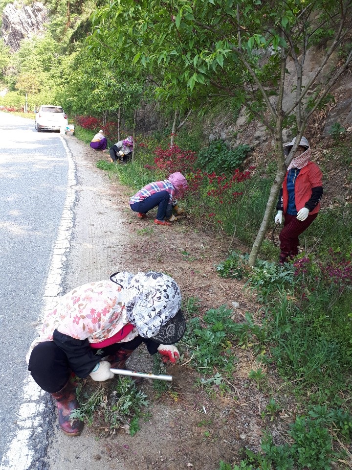 전국 최대 철쭉 생산지 완주군 소양, 철쭉길 정비1