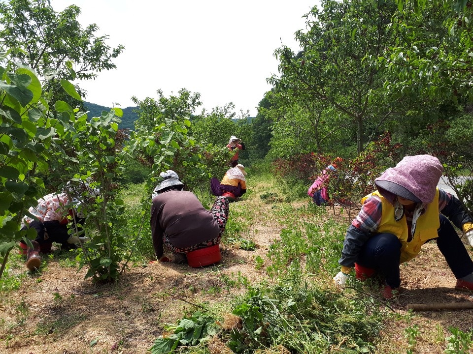 전국 최대 철쭉 생산지 완주군 소양, 철쭉길 정비2
