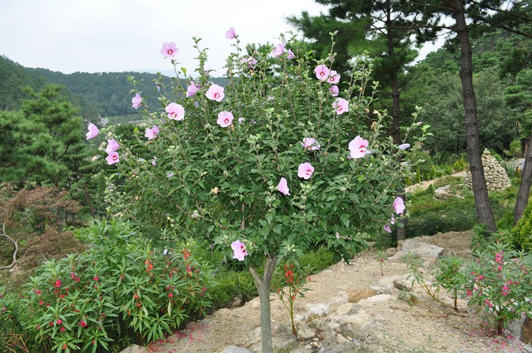 완주 만경강 수변생태공원에 무궁화 ‘활짝’1