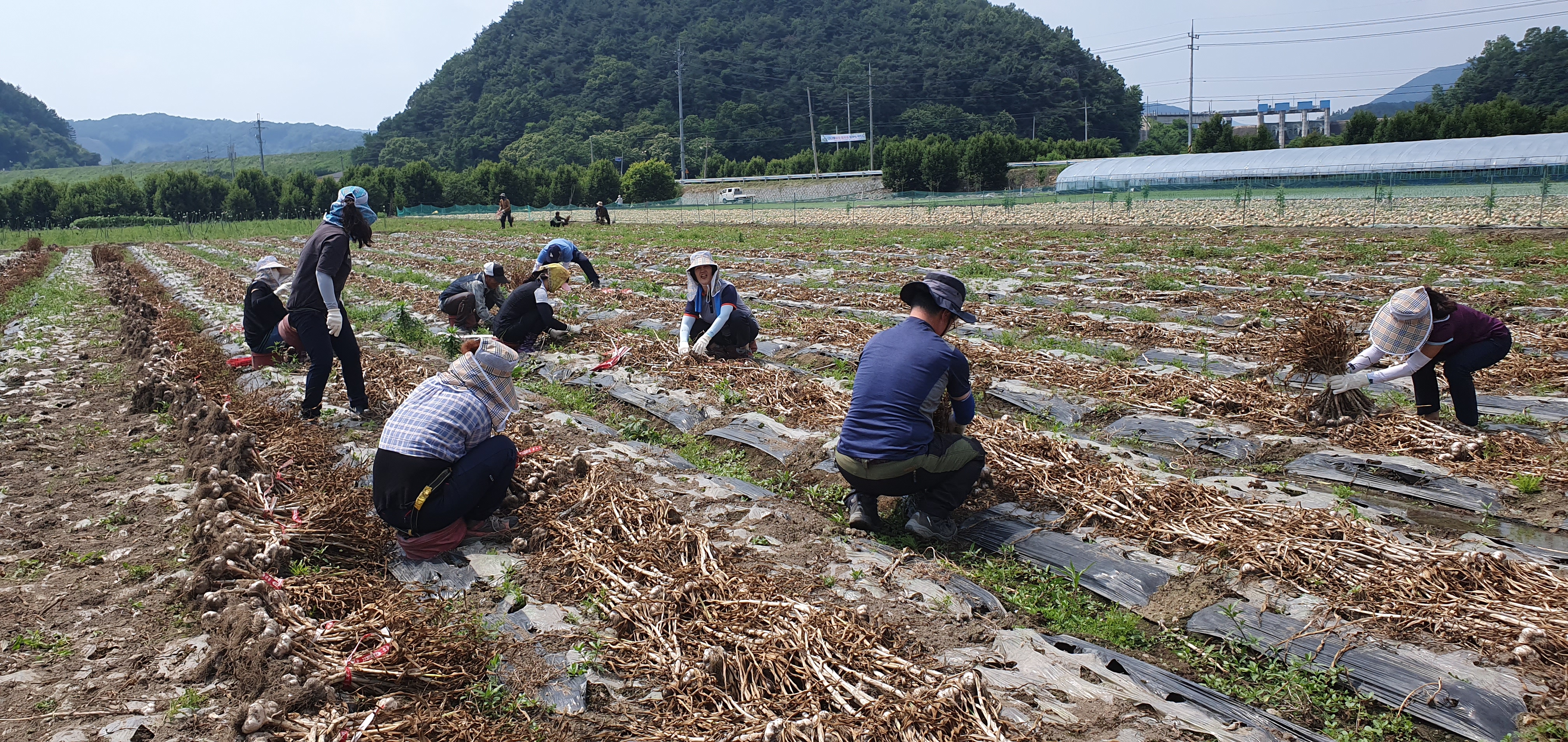 완주군 경천면 직원들 마늘농가서 수확 구슬땀2