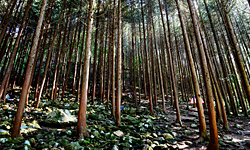 상관편백숲