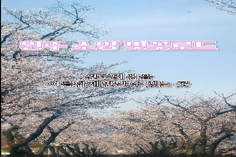 완주 소양 벚꽃로드 