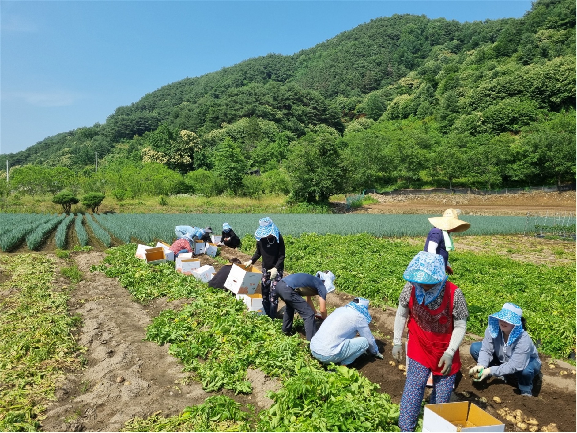 화산면_농촌일손돕기활동.jpg