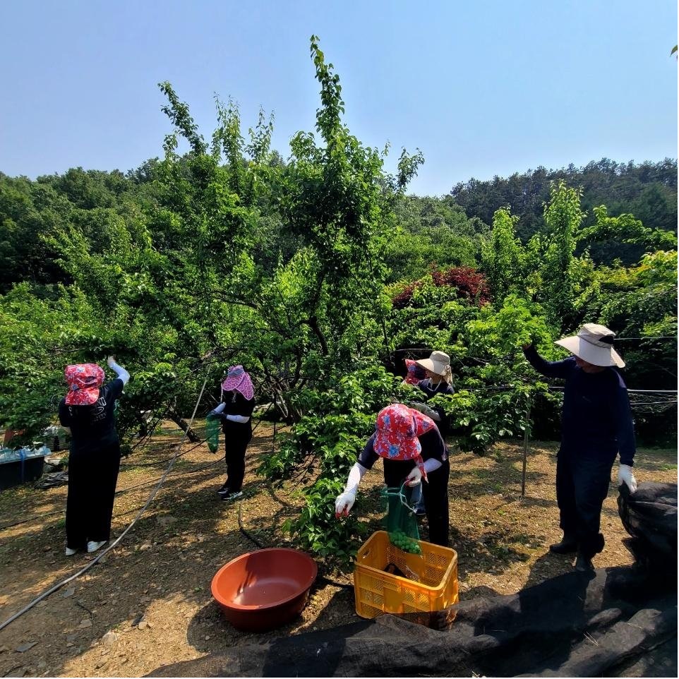 도서관사업소_직원농촌일손돕기활동.jpg
