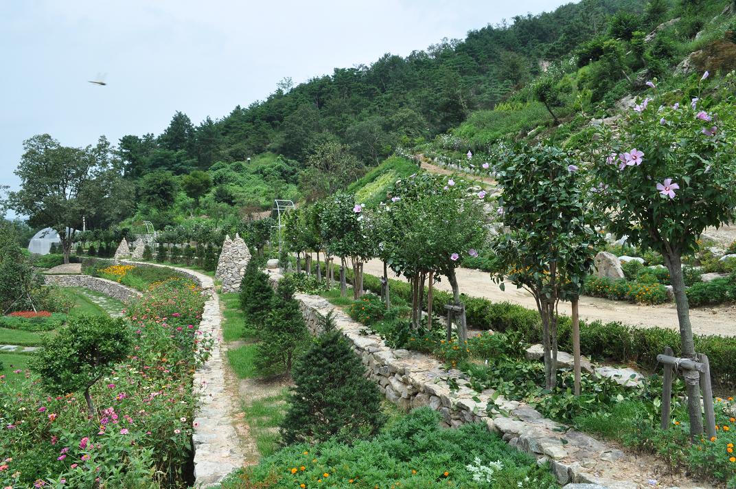 무궁화사진1.jpg