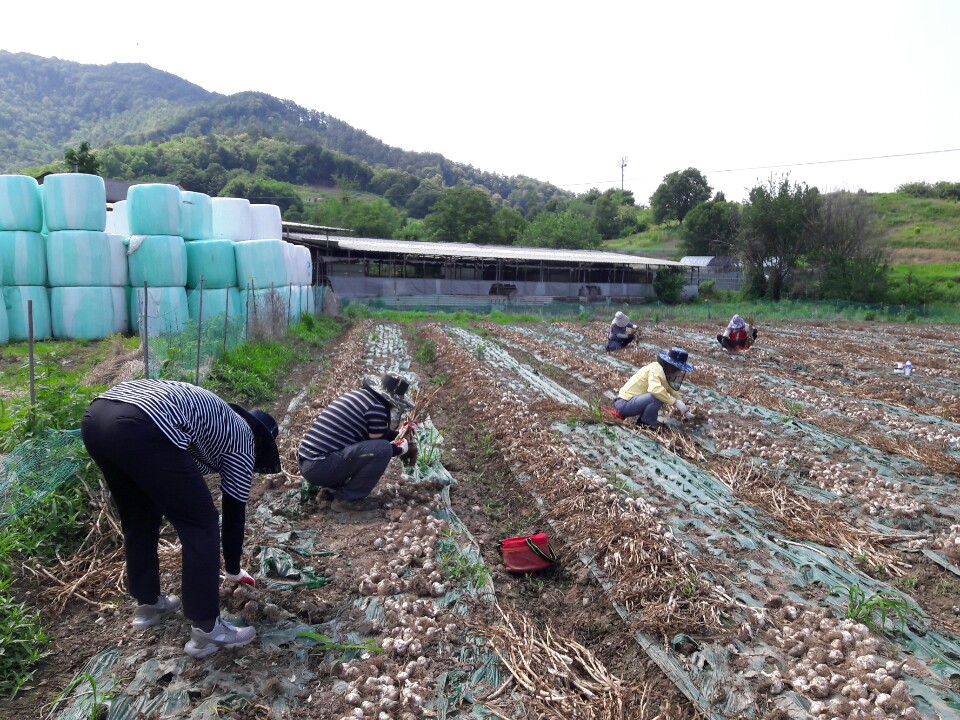 화산면농촌일손돕기.jpg
