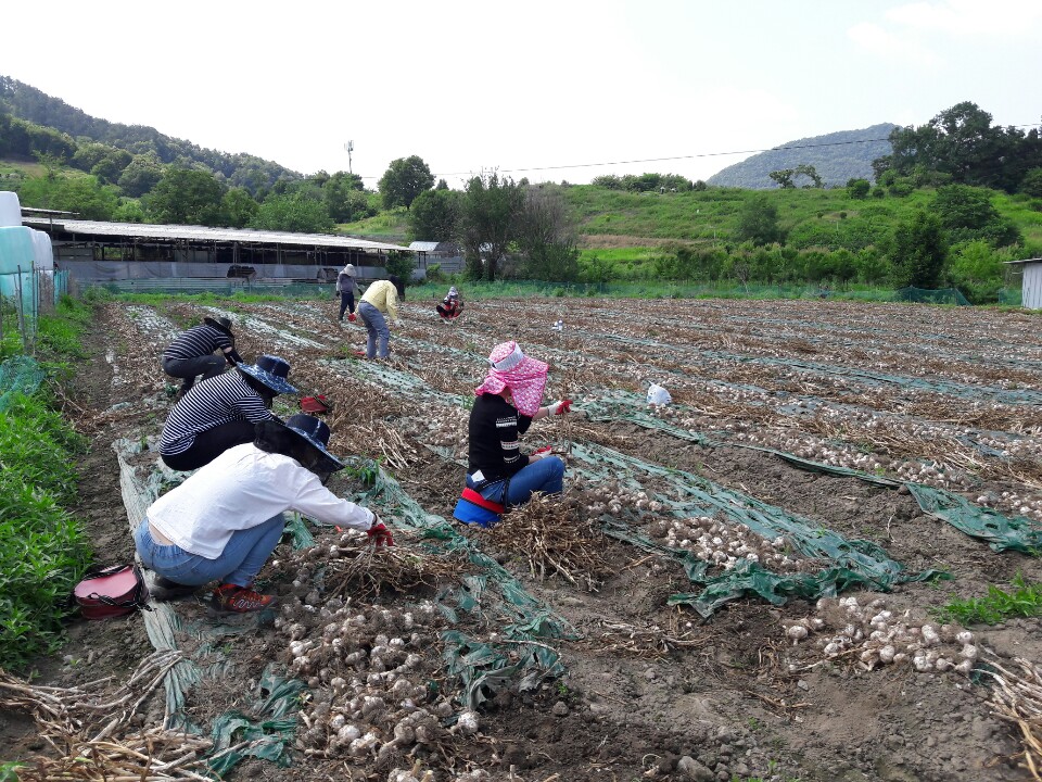 화산면농촌일손돕기2.jpg