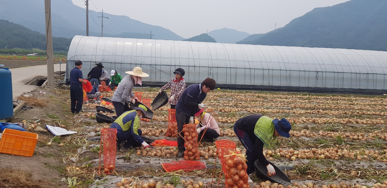 교육아동복지과양파농장일손돕기.jpg