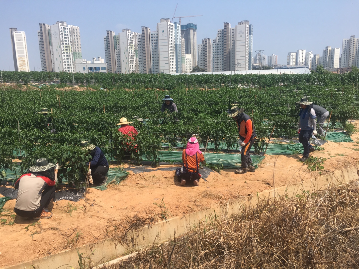 완주군산림녹지과,농번기일손돕기에두팔걷어)(2).jpg