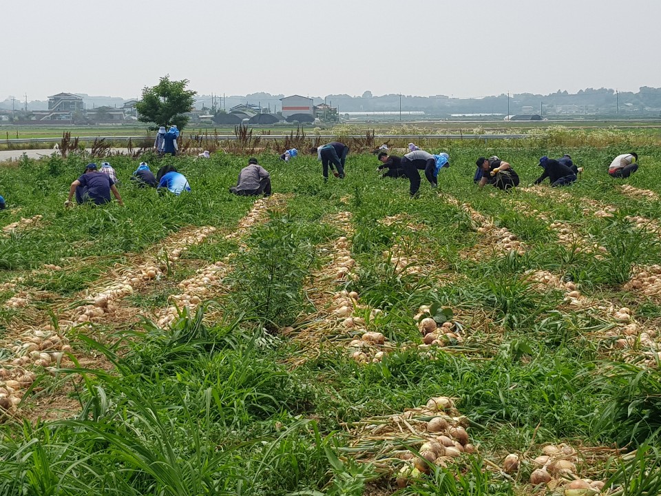 삼례읍일손돕기사진.jpg