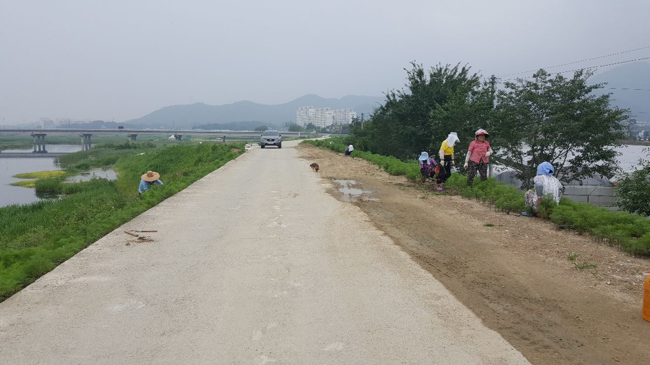 코스모스꽃길조성사진1.jpg
