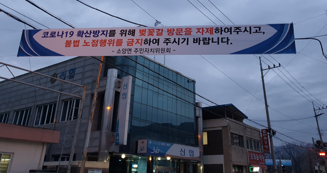 소양면벚꽃현수막.png