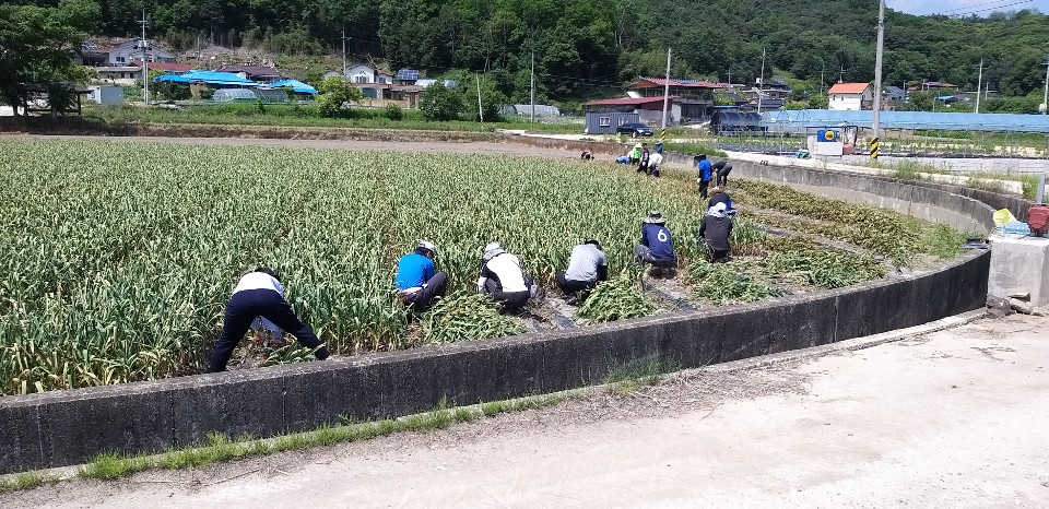 농촌일손돕기.jpg