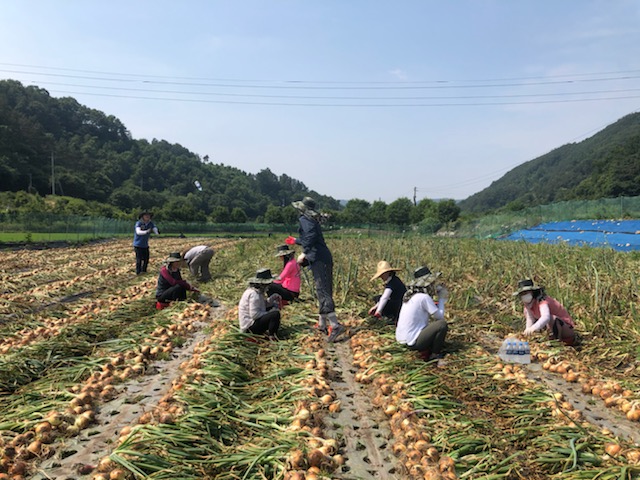 먹거리정책과일손돕기.jpg