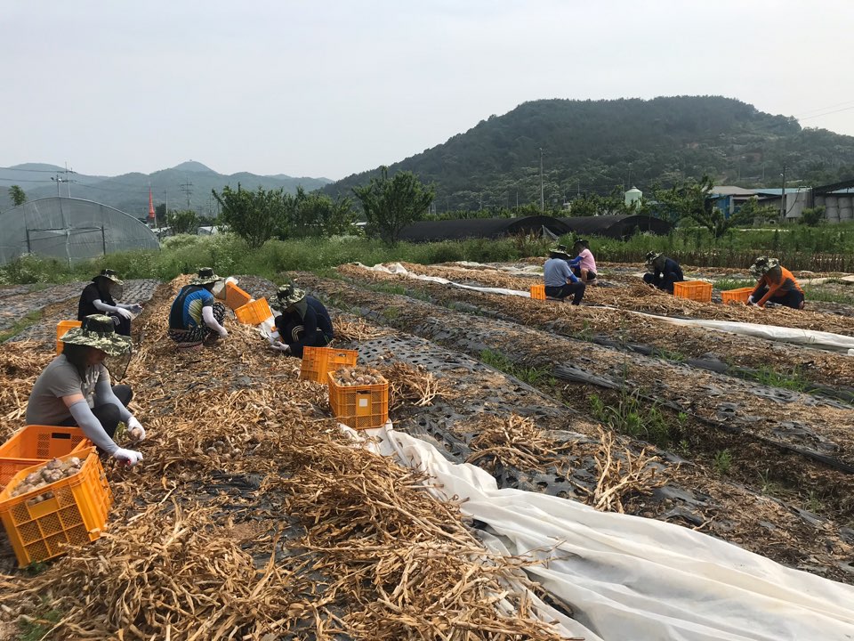 농촌일손돕기(상하수도2).jpg