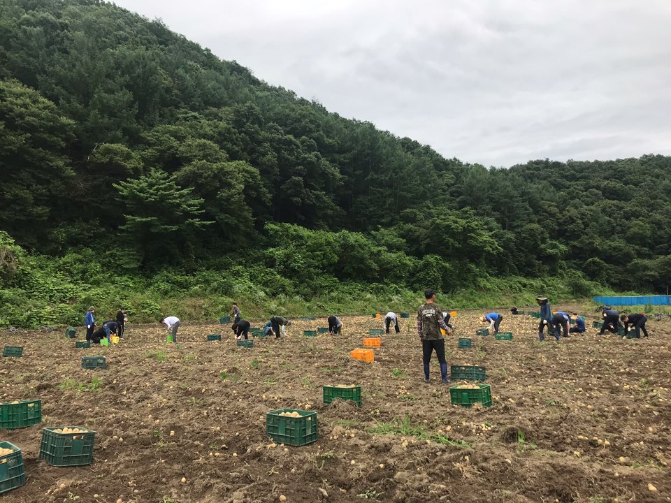소양면일손돕기.jpg