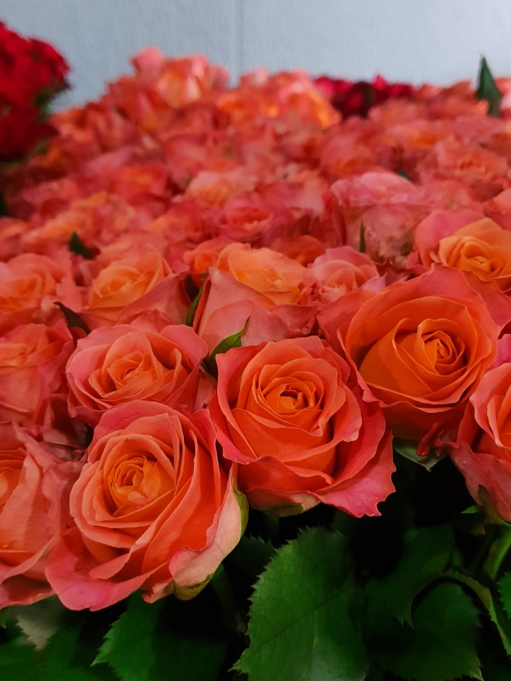 장미(클라린스)_B34C.tmp.jpg