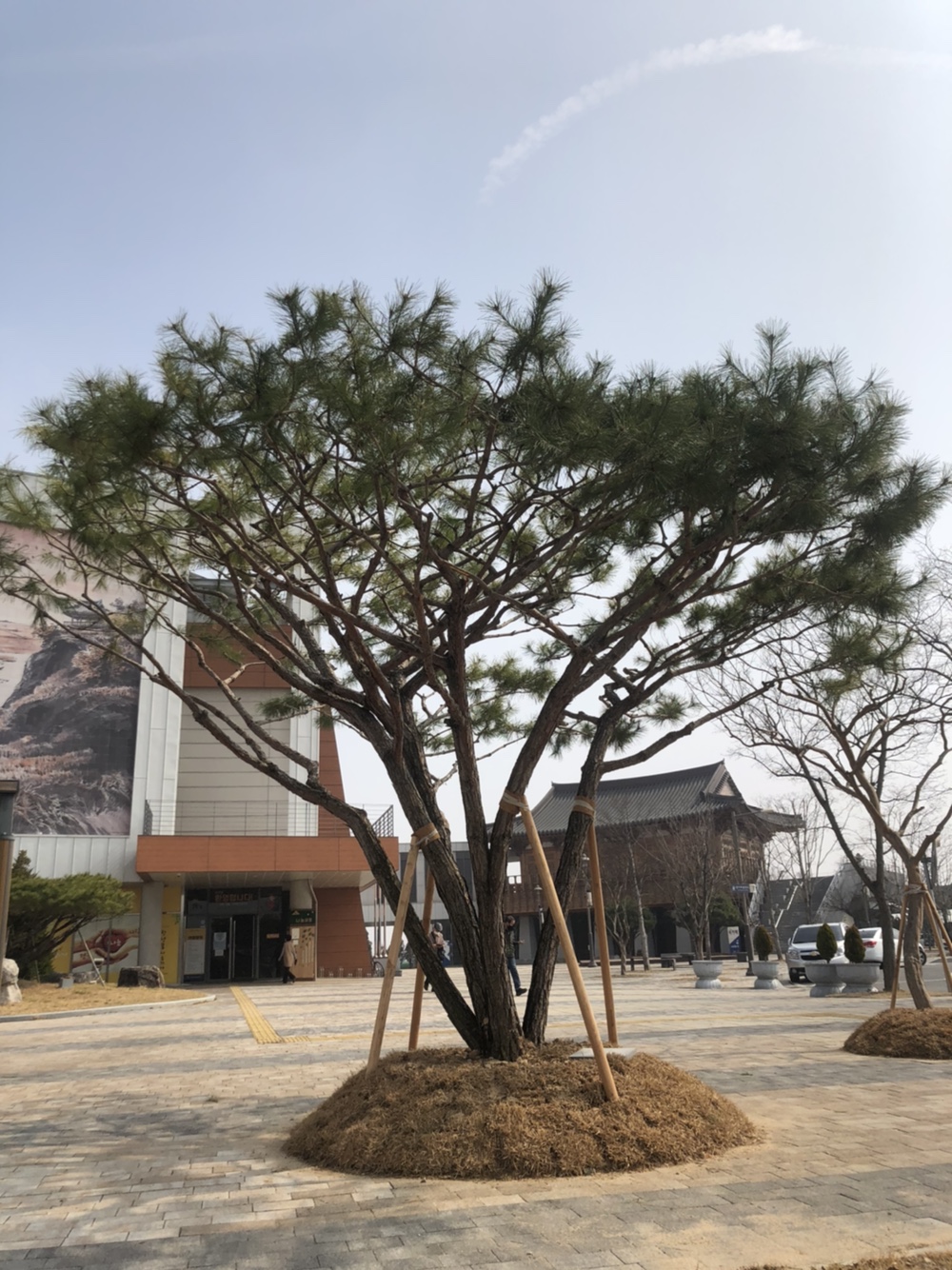 기증소나무사진.jpg
