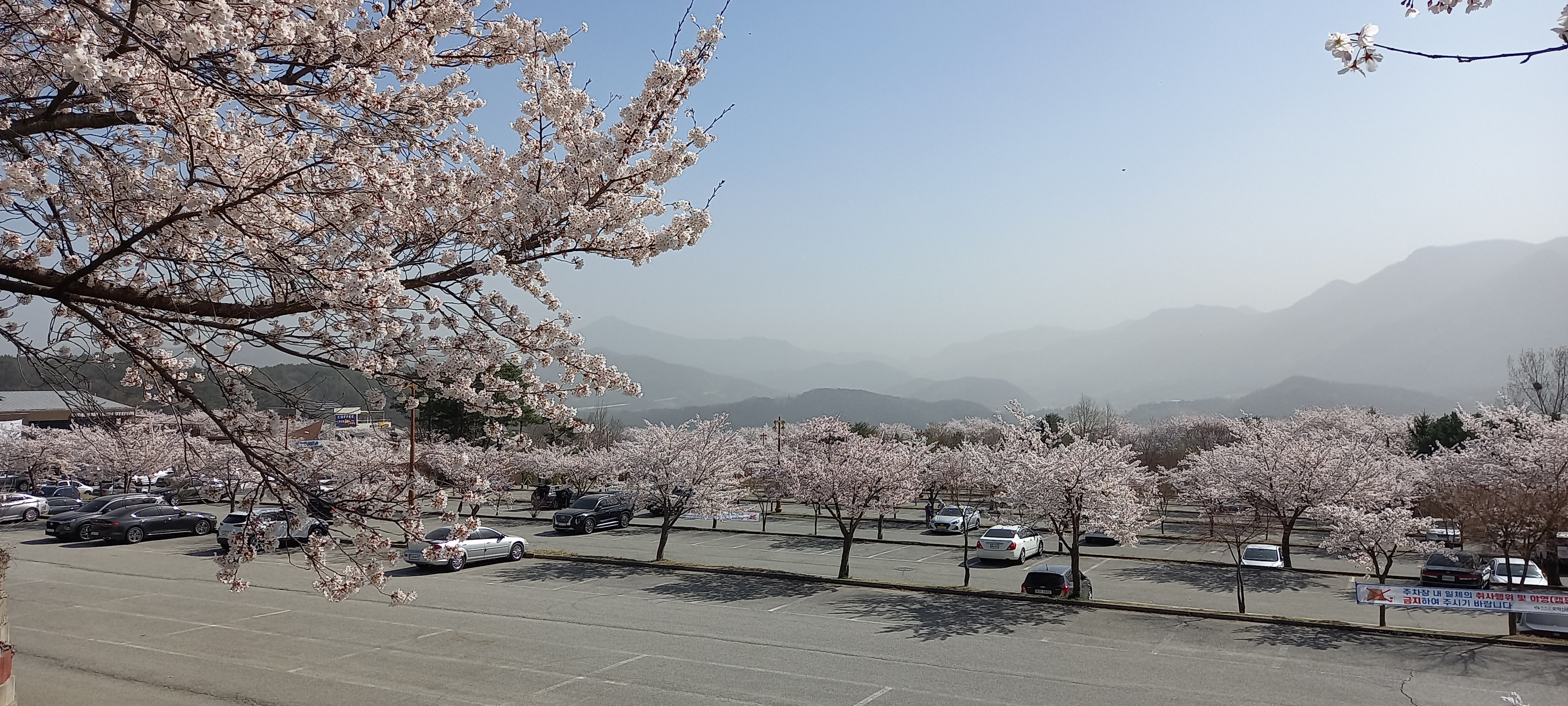 벚꽃1.jpg