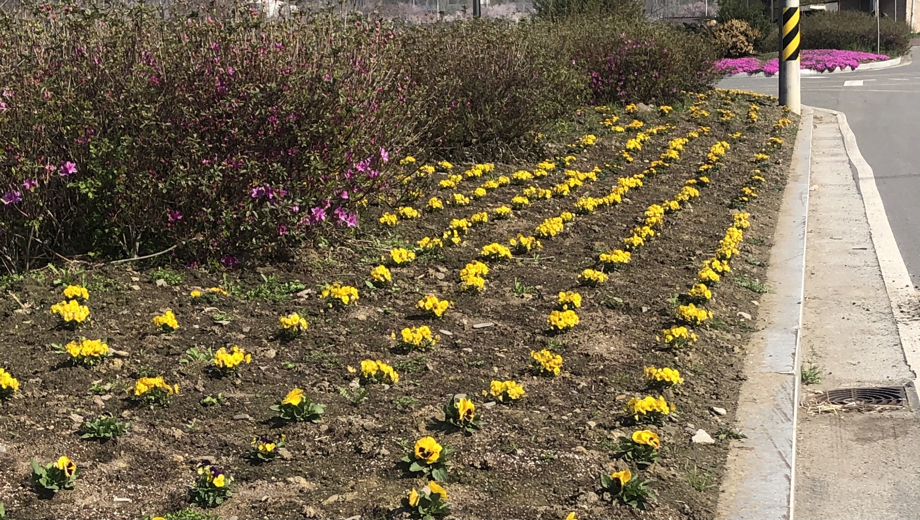 사진(화산).jpg