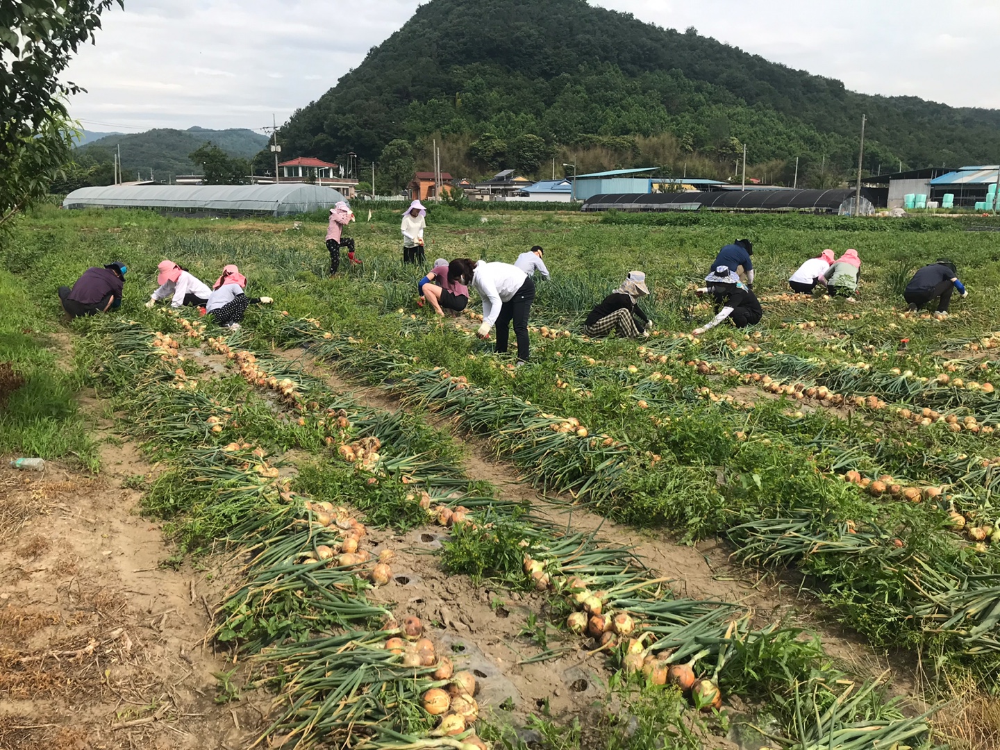 일자리경제과일손돕기.jpg
