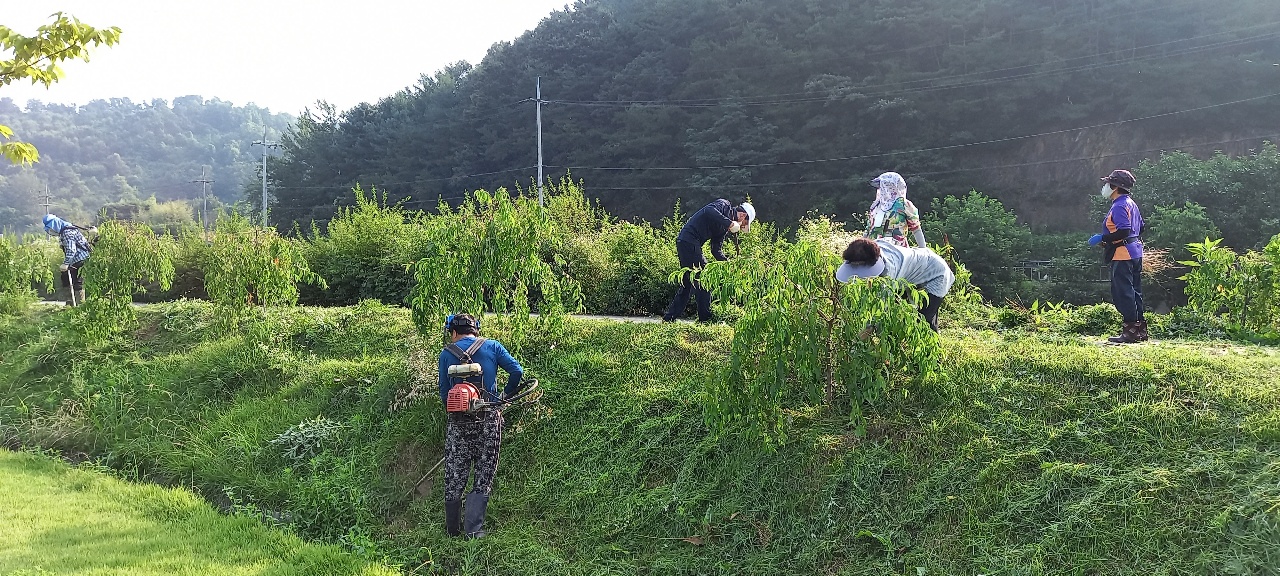 주민자치풀베기.jpg
