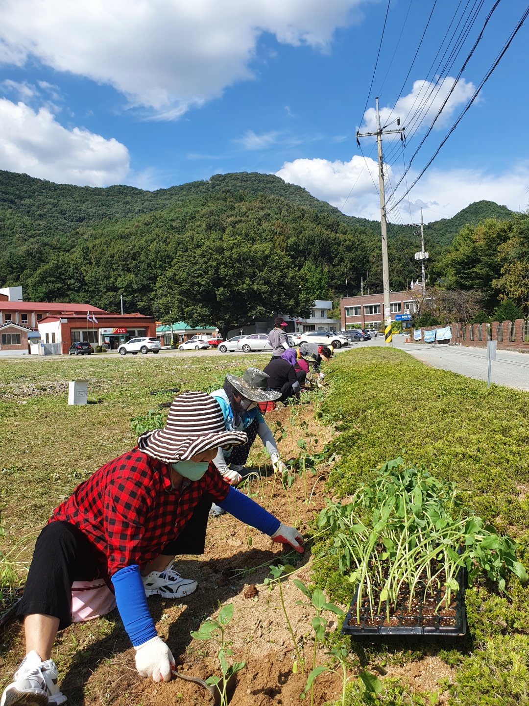해바라기식재.jpg