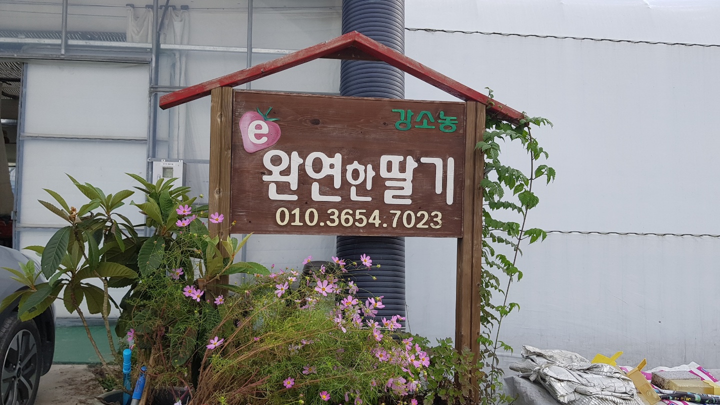 완연한딸기.jpeg