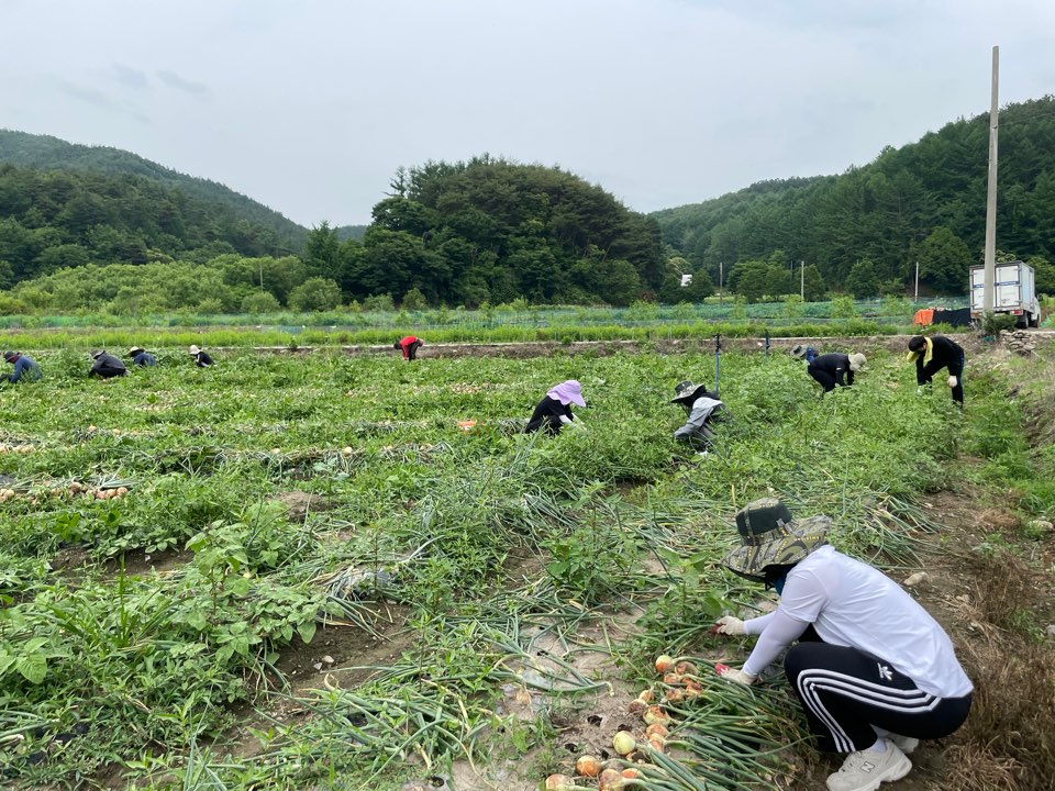 먹거리정책과일손돕기1.jpg