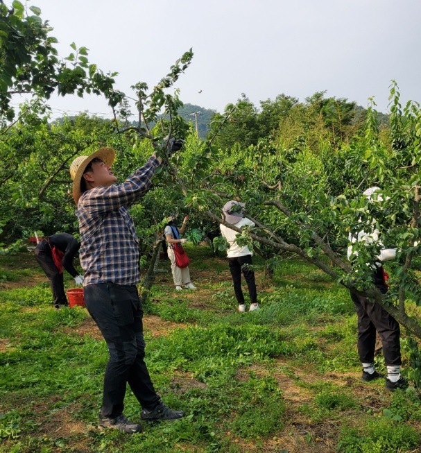 문화역사과일손돕기.jpg