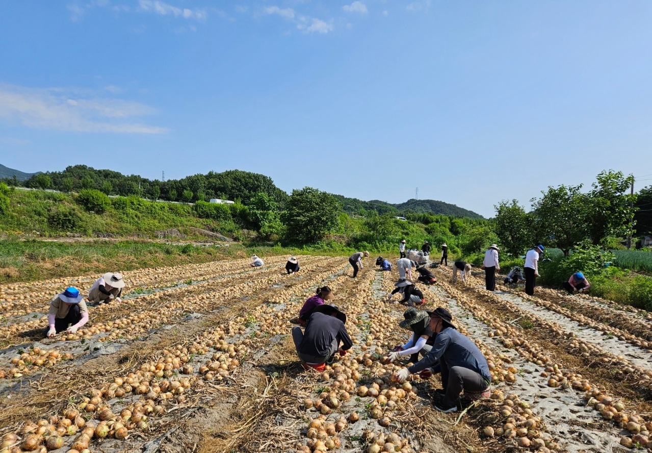 고산면_농번기농촌일손돕기(2).jpg