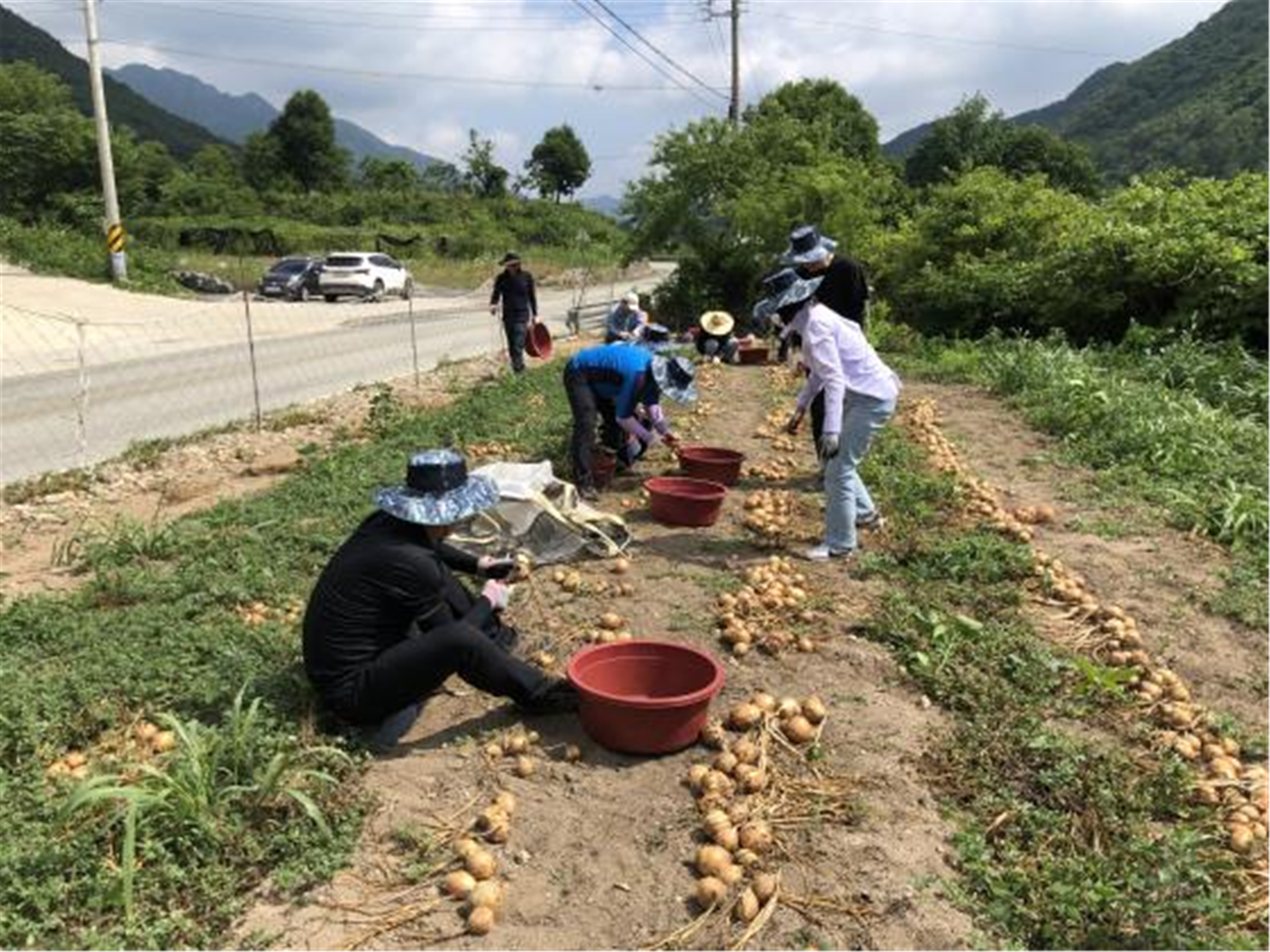 산림녹지과일손돕기.jpg