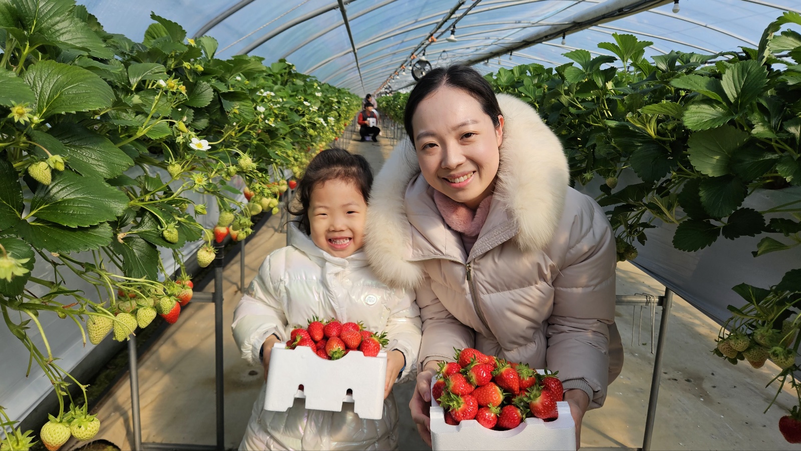 삼례딸기축제성황 (3).jpg