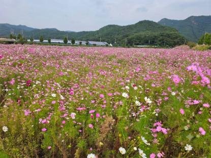 구룡천변일대코스모스군락지만개 (1).jpg