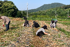 완주군 비봉면, 영농철 양파농가 찾아 구슬땀