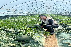 완주 ‘흑미 찐’ 수박 출하, 달콤 아삭한 여름 시작