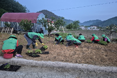 완주 경천면 새마을부녀회, 봄꽃 3,000본 심어