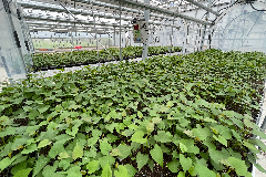 완주군, 고구마 조직배양 무병묘 분양 접수