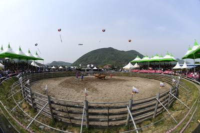 소싸움대회(38).JPG
