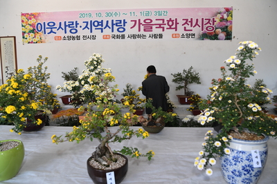 소양국화전시회(7).JPG
