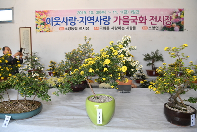 소양국화전시회(8).JPG