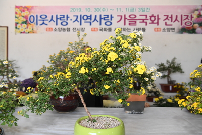 소양국화전시회(9).JPG