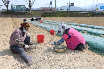 완주토종생강경관조성지생강파종(1).JPG