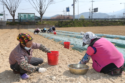 완주토종생강경관조성지생강파종(2).JPG