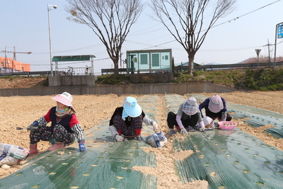 완주토종생강경관조성지생강파종(3).JPG
