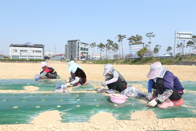 완주토종생강경관조성지생강파종(6).JPG