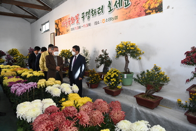 소양국화꽃전시회(13).JPG