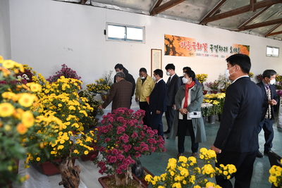 소양국화꽃전시회(22).JPG